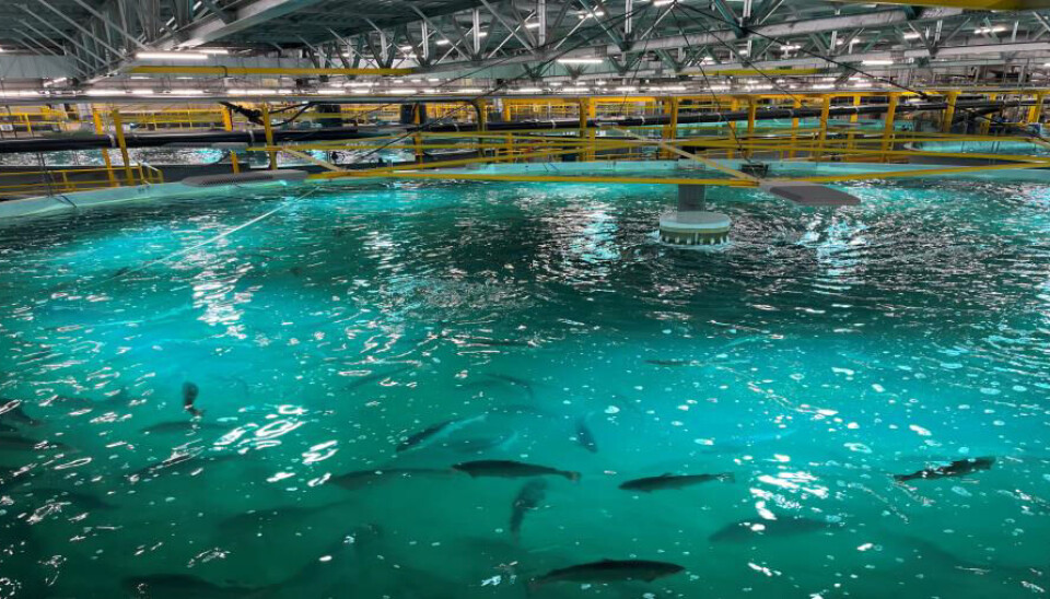 Illustrasjonsfoto fra anlegget til Proximar Seafood, der det nylig skjedde en hendelse der 170 000 fisk døde.